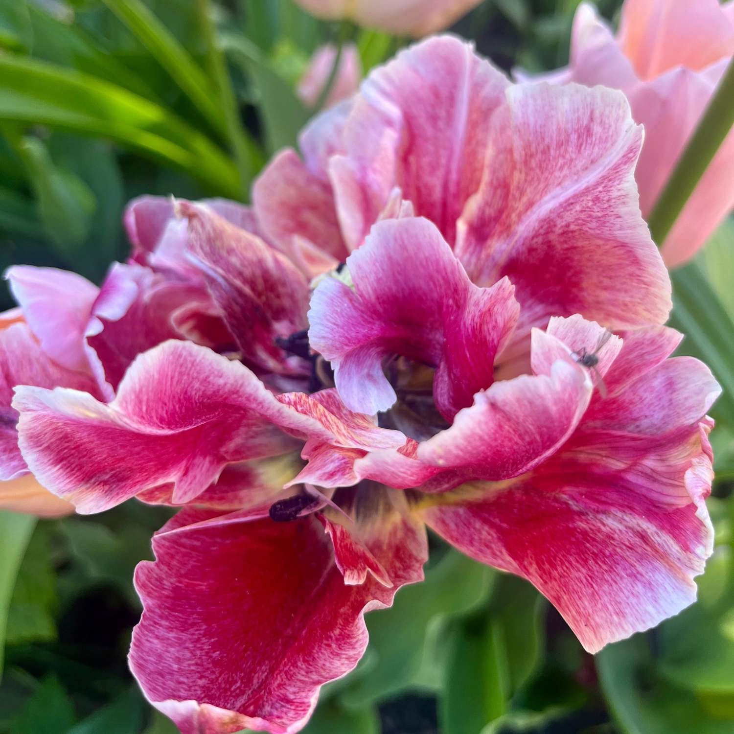 Mélange exclusif 'Svaneke Delight'